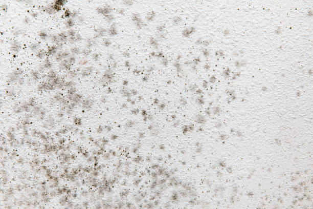 Biohazard Mold Removal in Semmes, AL