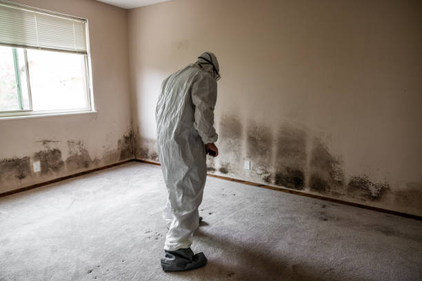 Best Attic Mold Removal  in Semmes, AL